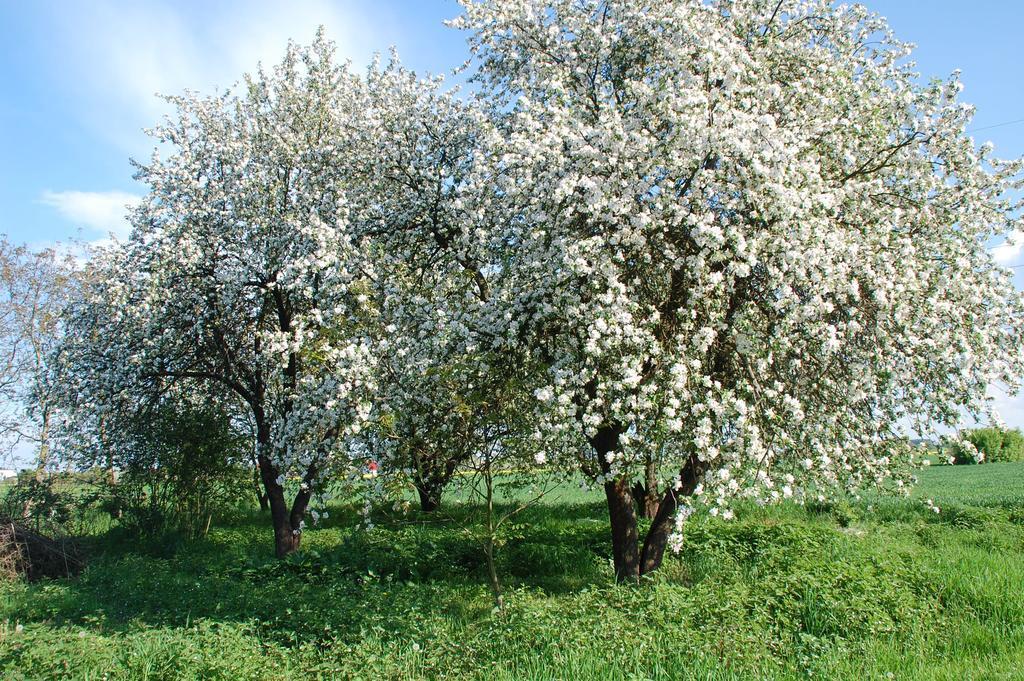 Agroturystyka Pod Swierkami Nadrybie エクステリア 写真