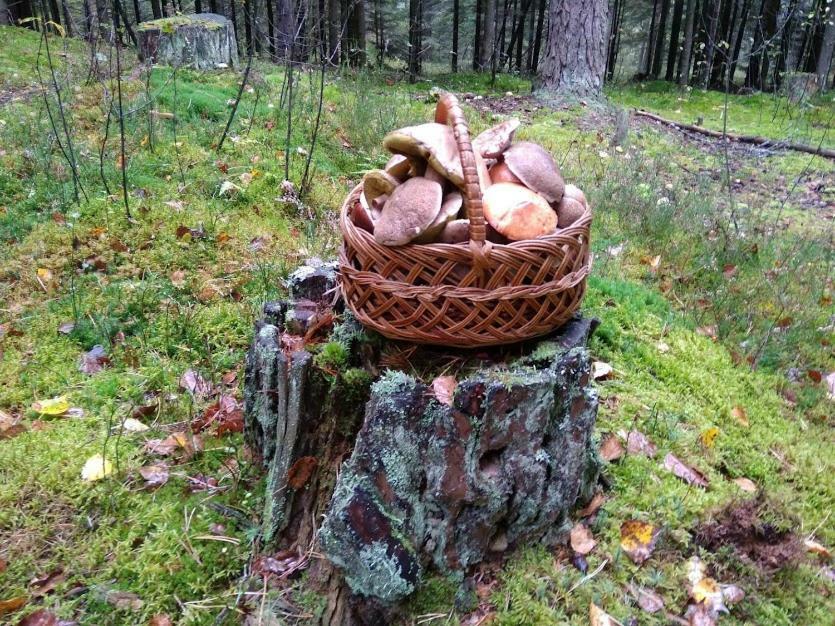 Agroturystyka Pod Swierkami Nadrybie エクステリア 写真